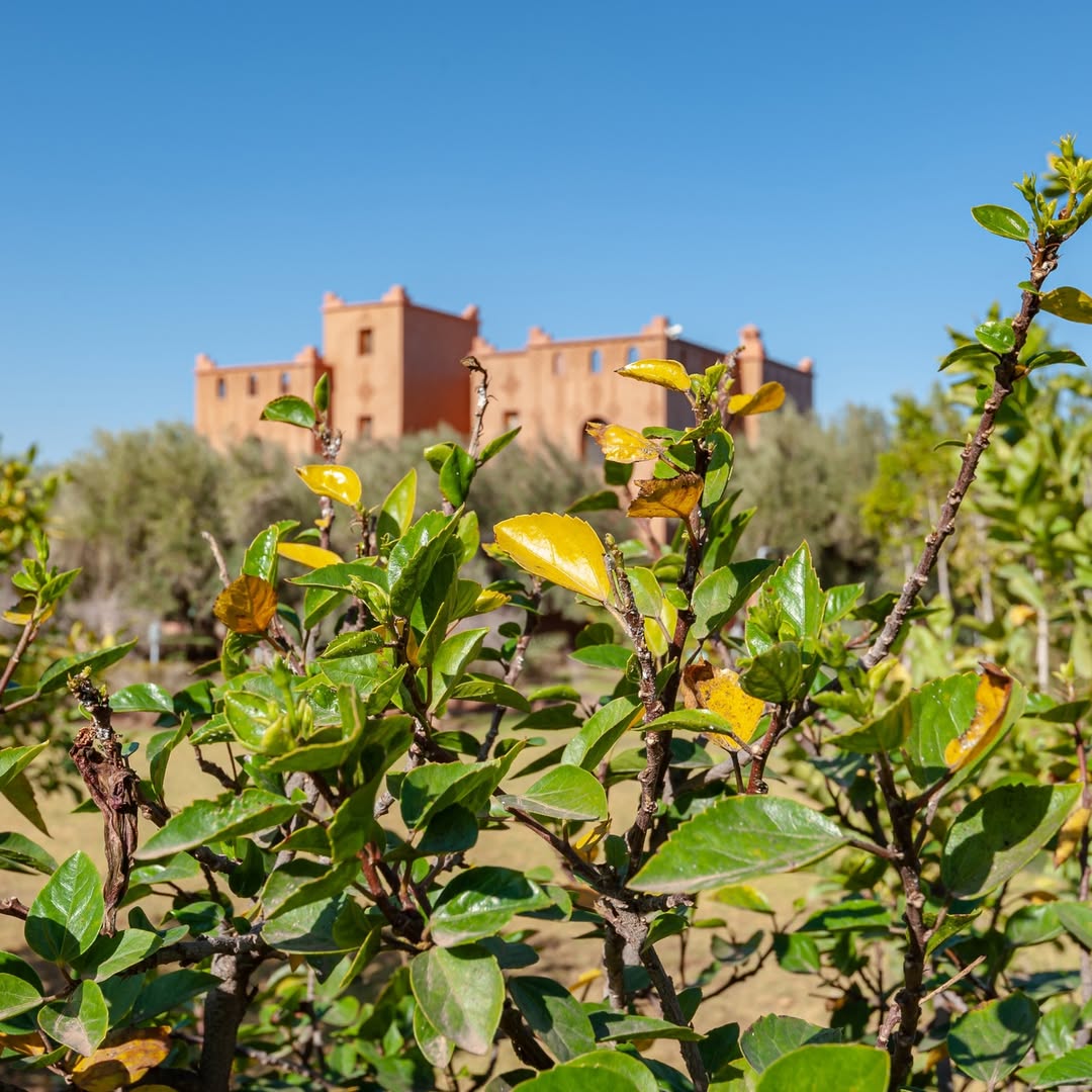 Ferme Sidi Safou